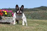 BOULEDOGUE FRANCAIS 121
